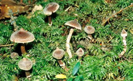 Questo Fungo appartiene alla specie Cortinarius