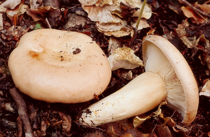 Questo Fungo appartiene alla specie Lactarius