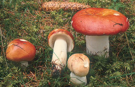 Questo Fungo appartiene alla specie Russula