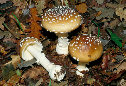 Questo Fungo appartiene alla specie Amanita