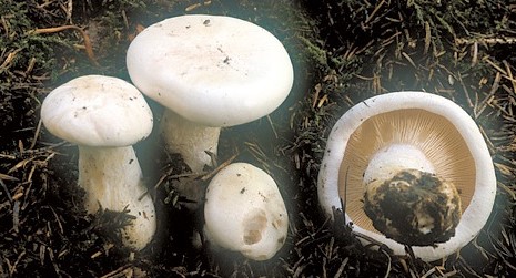 Questo Fungo appartiene alla specie Leucopaxillus