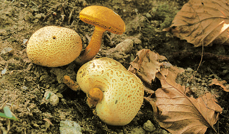 Questo Fungo appartiene alla specie Boletus