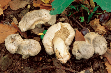 Questo Fungo appartiene alla specie Tricholoma