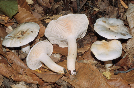 Questo Fungo appartiene alla specie Hygrophorus