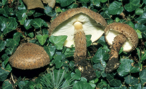 Questo Fungo appartiene alla specie Lepiota