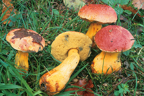 Questo Fungo appartiene alla specie Boletus