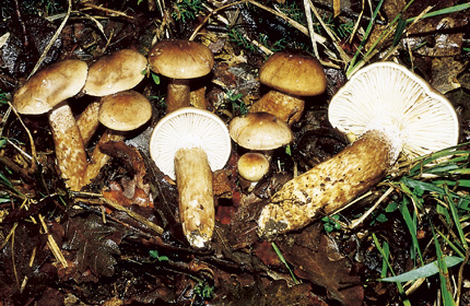 Questo Fungo appartiene alla specie Hygrophorus