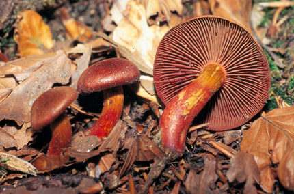 Questo Fungo appartiene alla specie Cortinarius