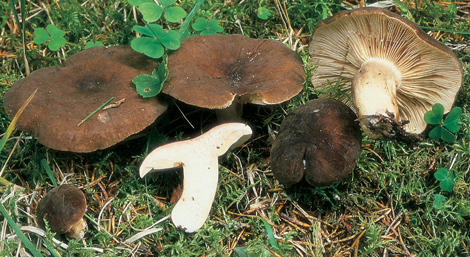 Questo Fungo appartiene alla specie Lactarius