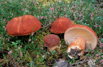 Questo Fungo appartiene alla specie Boletus