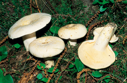 Questo Fungo appartiene alla specie Lactarius