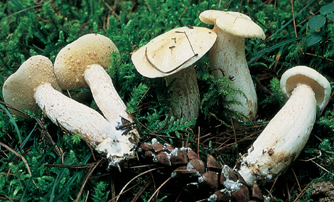 Questo Fungo appartiene alla specie Boletus