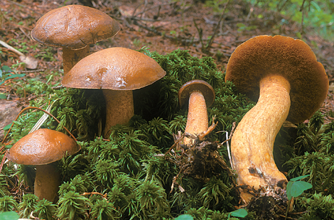 Questo Fungo appartiene alla specie Boletus