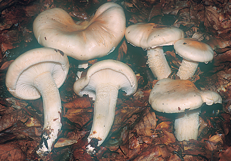 Questo Fungo appartiene alla specie Hygrophorus