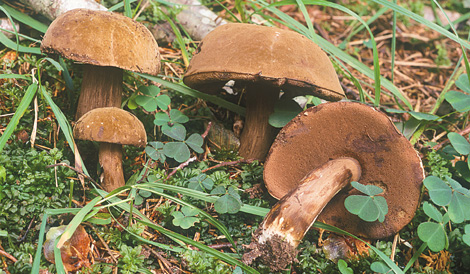 Questo Fungo appartiene alla specie Boletus