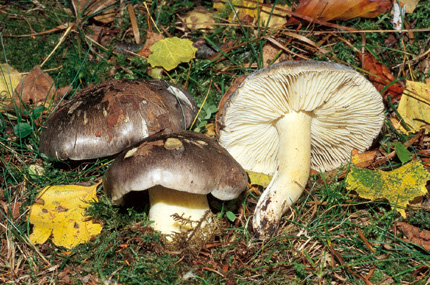 Questo Fungo appartiene alla specie Tricholoma