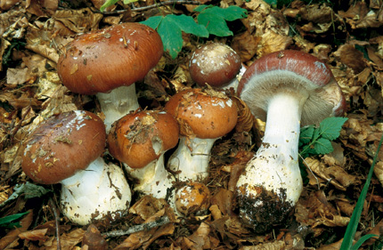 Questo Fungo appartiene alla specie Cortinarius