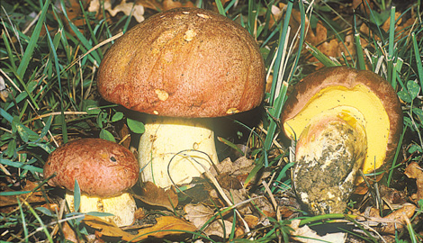 Questo Fungo appartiene alla specie Boletus