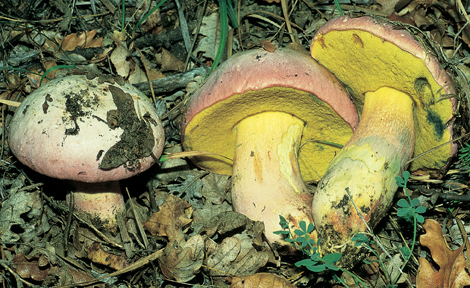 Questo Fungo appartiene alla specie Boletus