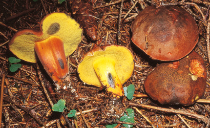 Questo Fungo appartiene alla specie Boletus