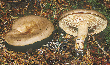 Questo Fungo appartiene alla specie Lactarius