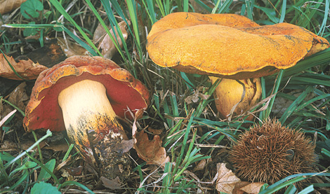 Questo Fungo appartiene alla specie Boletus