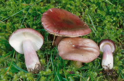 Questo Fungo appartiene alla specie Russula