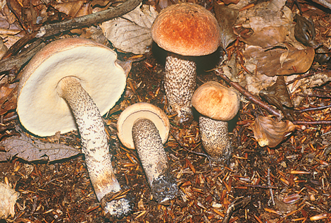 Questo Fungo appartiene alla specie Boletus