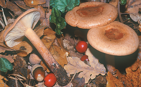 Questo Fungo appartiene alla specie Lactarius