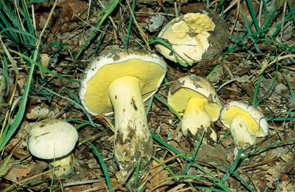 Questo Fungo appartiene alla specie Boletus