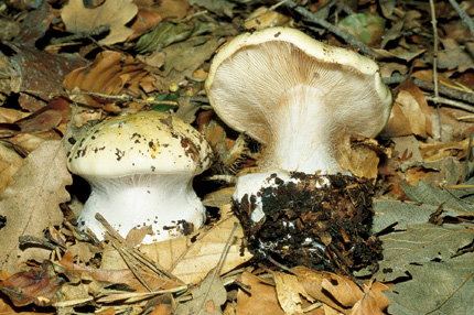 Questo Fungo appartiene alla specie Cortinarius