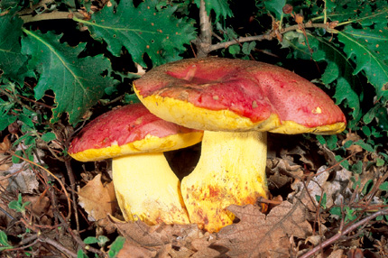 Questo Fungo appartiene alla specie Boletus