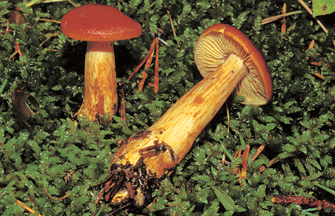 Questo Fungo appartiene alla specie Cortinarius