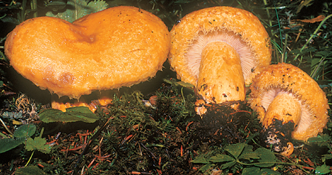 Questo Fungo appartiene alla specie Lactarius