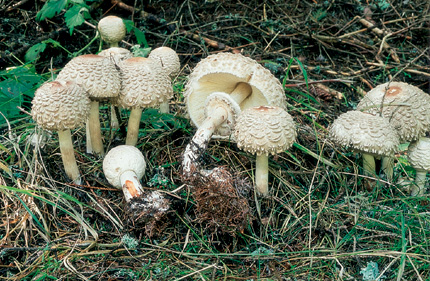 Questo Fungo appartiene alla specie Lepiota