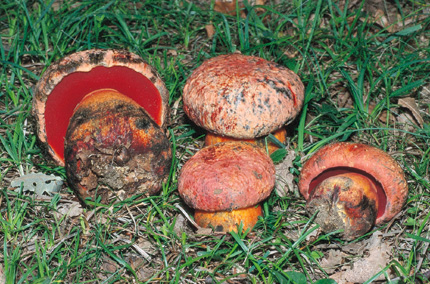 Questo Fungo appartiene alla specie Boletus