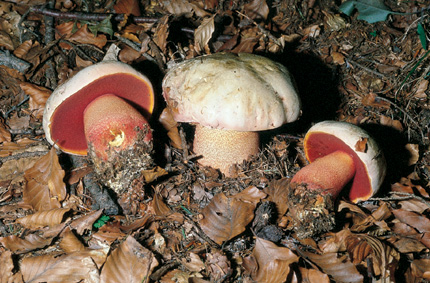 Questo Fungo appartiene alla specie Boletus