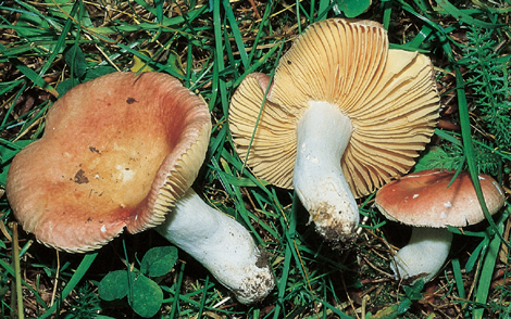 Questo Fungo appartiene alla specie Russula