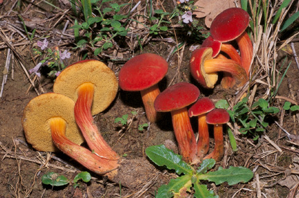 Questo Fungo appartiene alla specie Boletus