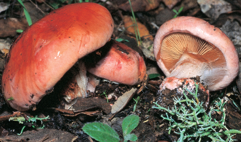 Questo Fungo appartiene alla specie Cortinarius