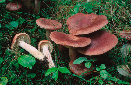 Questo Fungo appartiene alla specie Lactarius