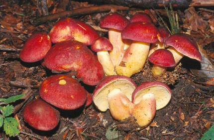 Questo Fungo appartiene alla specie Tricholomopsis