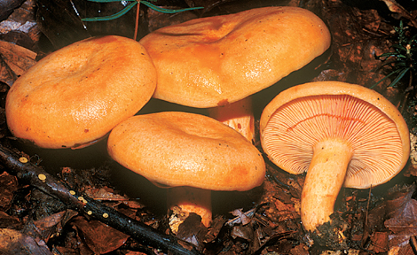 Questo Fungo appartiene alla specie Lactarius