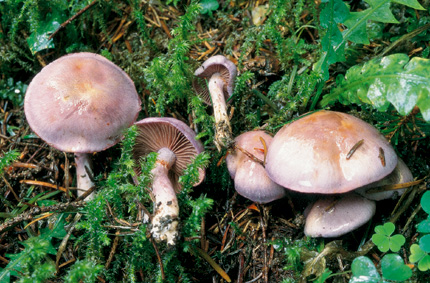 Questo Fungo appartiene alla specie Cortinarius