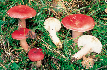 Questo Fungo appartiene alla specie Russula