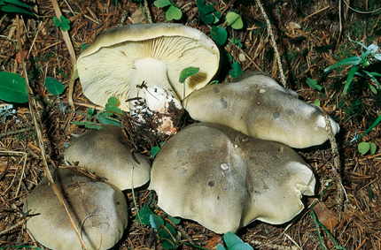 Questo Fungo appartiene alla specie Tricholoma