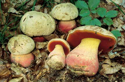 Questo Fungo appartiene alla specie Boletus