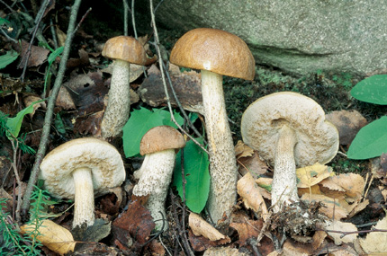 Questo Fungo appartiene alla specie Boletus