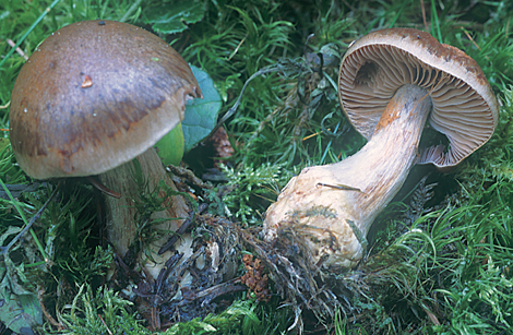 Questo Fungo appartiene alla specie Cortinarius