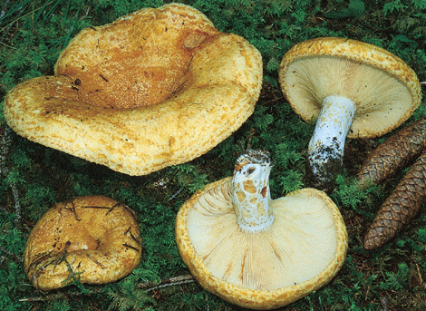 Questo Fungo appartiene alla specie Lactarius